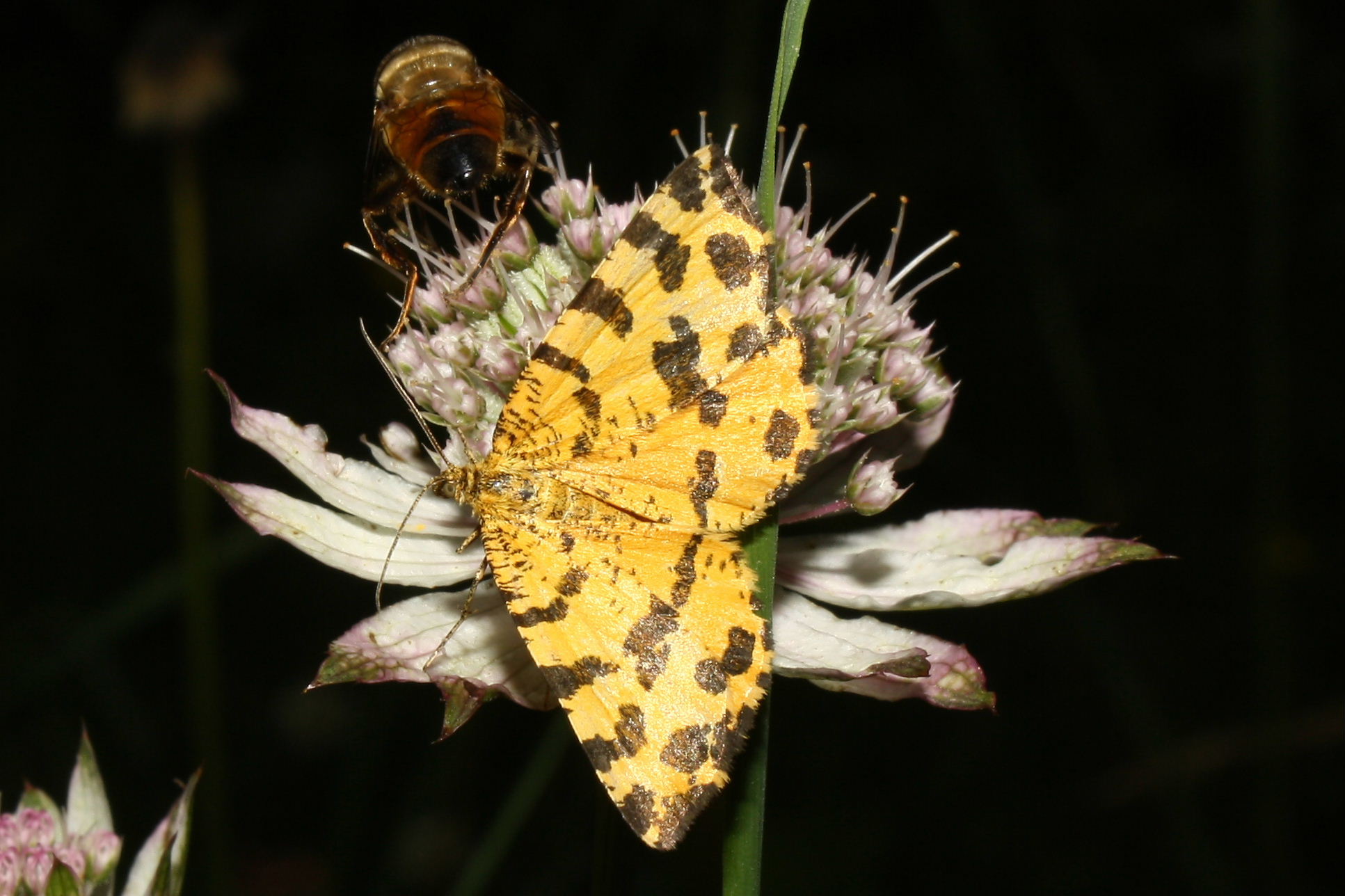 Pseudopantera macularia ??